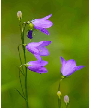 Campanula rotundifolia