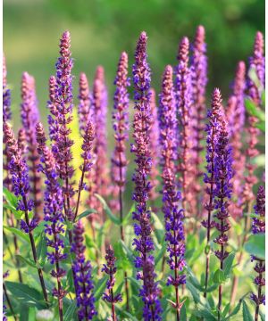 Salvia Caradonna