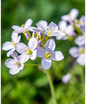 Cardamine Pratensis