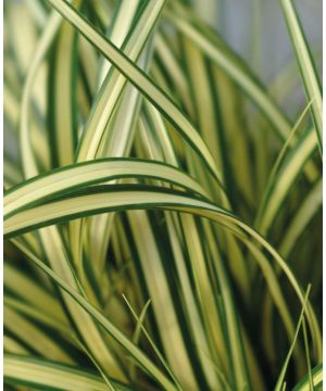 Carex oshimensis Evergold