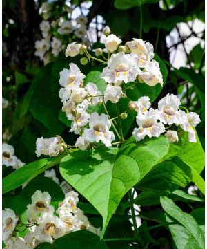 Catalpa bignonioides