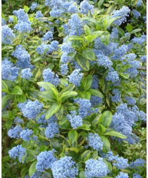 Ceanothus 'Pershore Zanzibar'