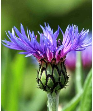 Centaurea 'montana'