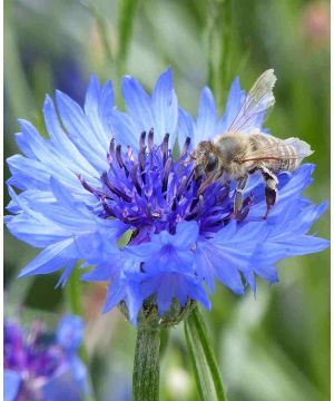 Centaurea cyanus