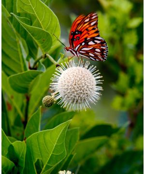 Cephalanthus occidentalis