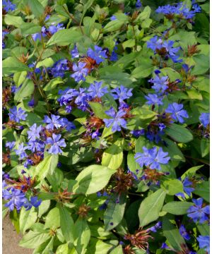 Ceratostigma plumbaginoides