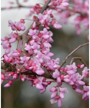 Cercis Canadensis