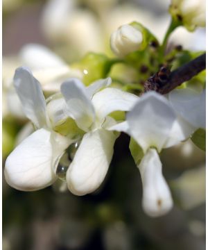 Cercis chinensis Shirobana