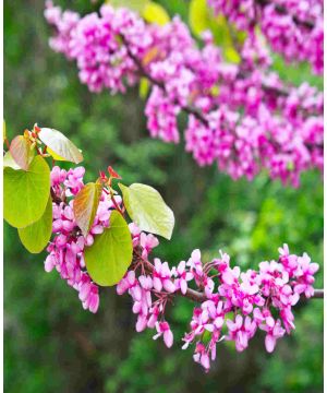 Cercis siliquastrum 