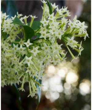 Cestrum nocturnum