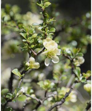 Chaenomeles speciosa Nivalis