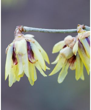 Chimonanthus praecox