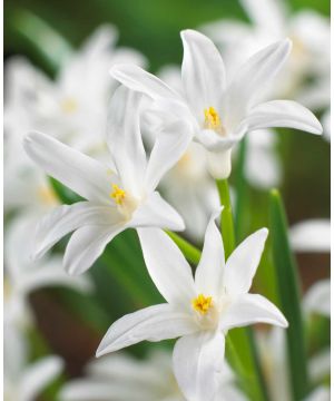 Chionodoxa luciliae Alba