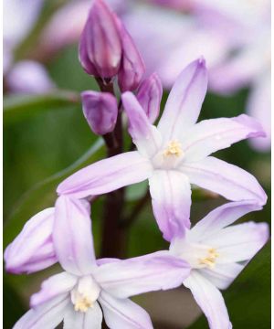 Chionodoxa forbesii 'Pink Giant'