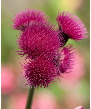 Cirsium rivulare atropurpureum