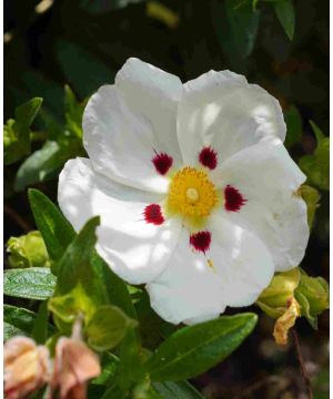 Cistus Mix