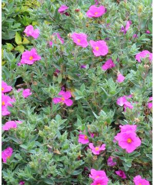 Cistus x pulverulentus Sunset