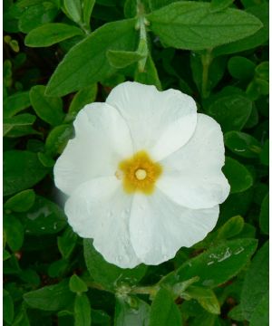 Cistus x obtusifolius Thrive