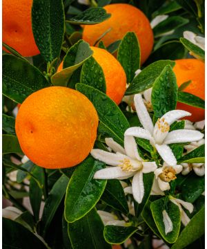 Citrus mitis Calamondin