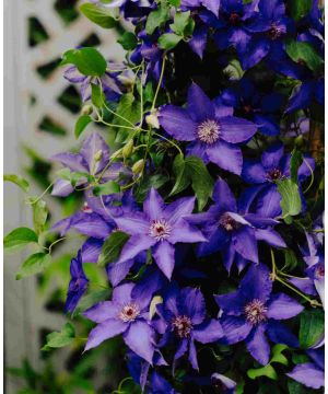 Clematis Lindsay