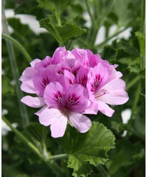 Pelargonium Grandeur Odorata Cola