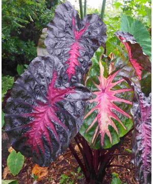 Colocasia Redemption