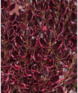 Coprosma Eclipse