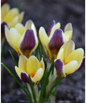 Crocus chysanthus Herald