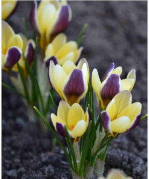 Crocus chrysanthus Herald