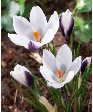 Crocus Lady Killer 