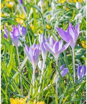 Crocus Lilac Beauty 