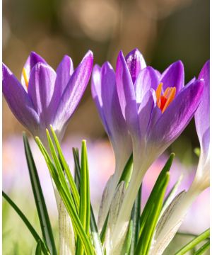 Crocus sativus