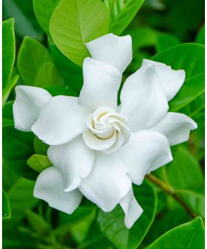 Gardenia jasminoides Crown Jewel