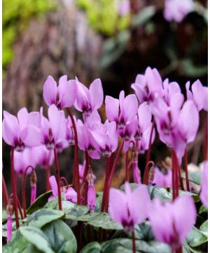 Cyclamen coum