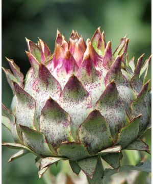 Cynara cardunculus