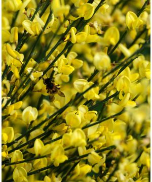 Cytisus Allgold