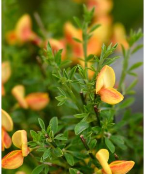 Cytisus x praecox Apricot Gem