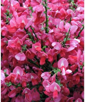 Cytisus praecox Hollandia