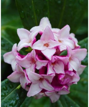 Fragrant Daphne odora Duo