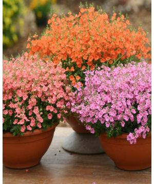  Adorable Diascia Trio Collection