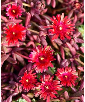 Delosperma Desert Dancer Red