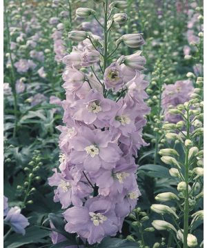 Delphinium Pacific Guinevere