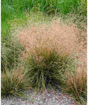 Deschampsia cespitosa Palava