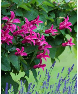 Clematis texensis' Priness Diana'