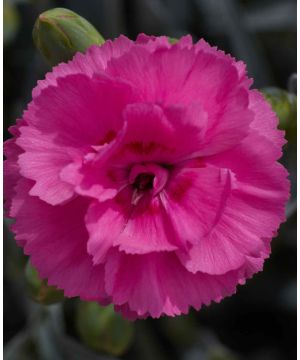 Dianthus Tickled Pink