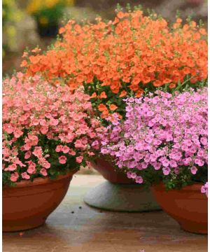 Adorable Diascia Little Collection