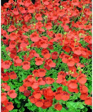 Diascia Little Tango