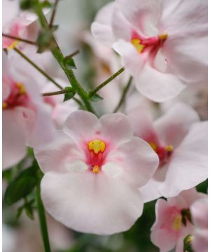 Diascia barberae Flying Colors Appleblossom