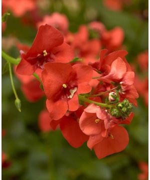 Diascia barberae Flying Colors Orange