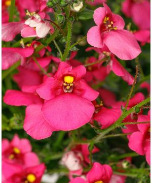 Diascia barberae Flying Colors Antique Rose